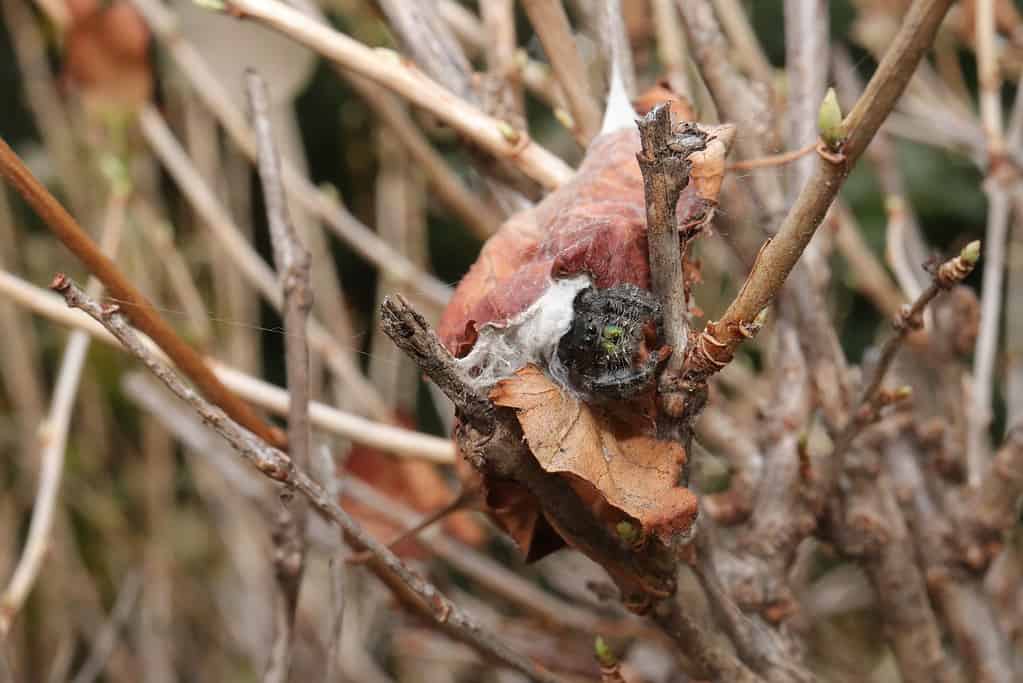 Una femmina di ragno saltatore del frutteto custodisce il suo nido