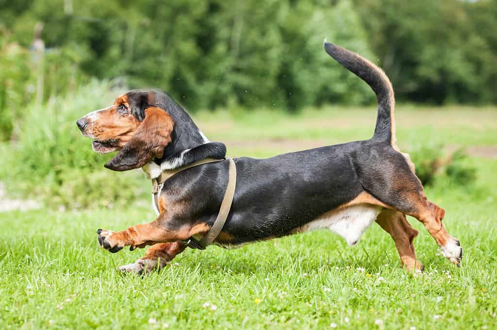 Basset Hound Dog che corre sul prato