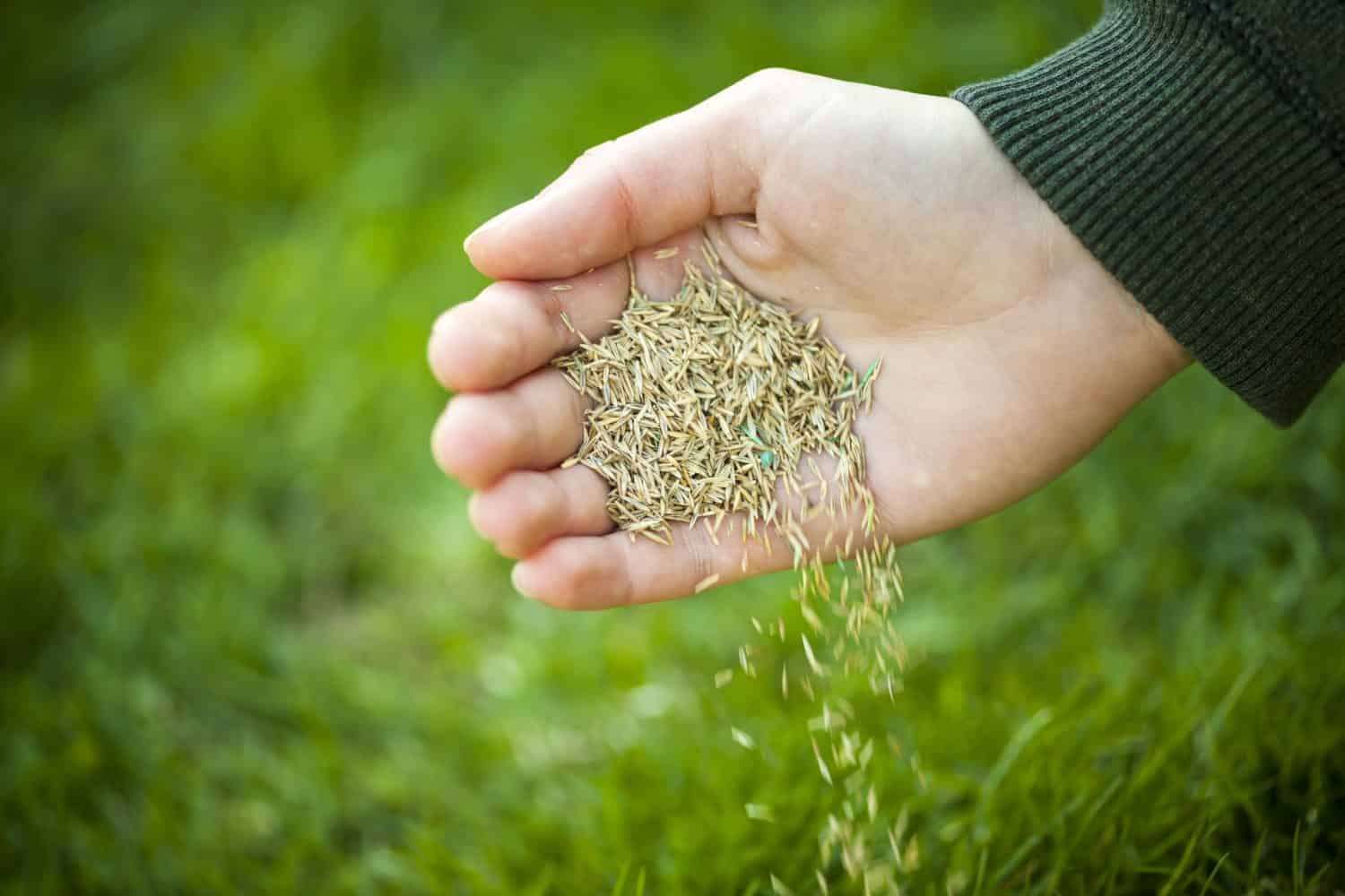 Piantare a mano semi di erba per la semina della cura del prato verde