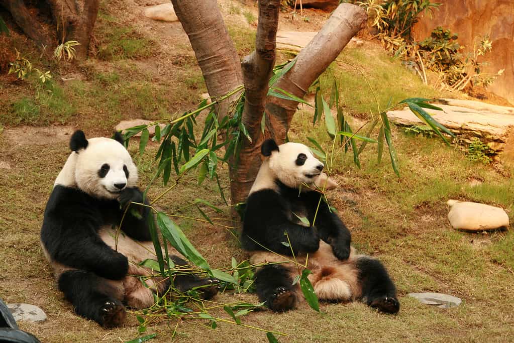 due panda giganti che mangiano bambù