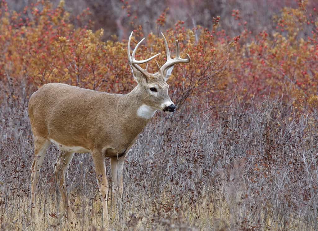 Cervo bianco coda Buck Deer nel paesaggio autunnale, colori autunnali;  stagione di caccia al cervo grosso del Midwest del Midwest