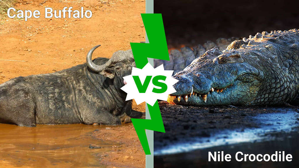 Cape Buffalo vs Coccodrillo del Nilo: chi vincerebbe in uno scontro?
