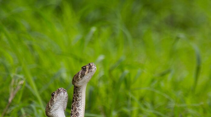 Serpenti a sonagli Diamondback occidentali che combattono per il diritto di accoppiarsi