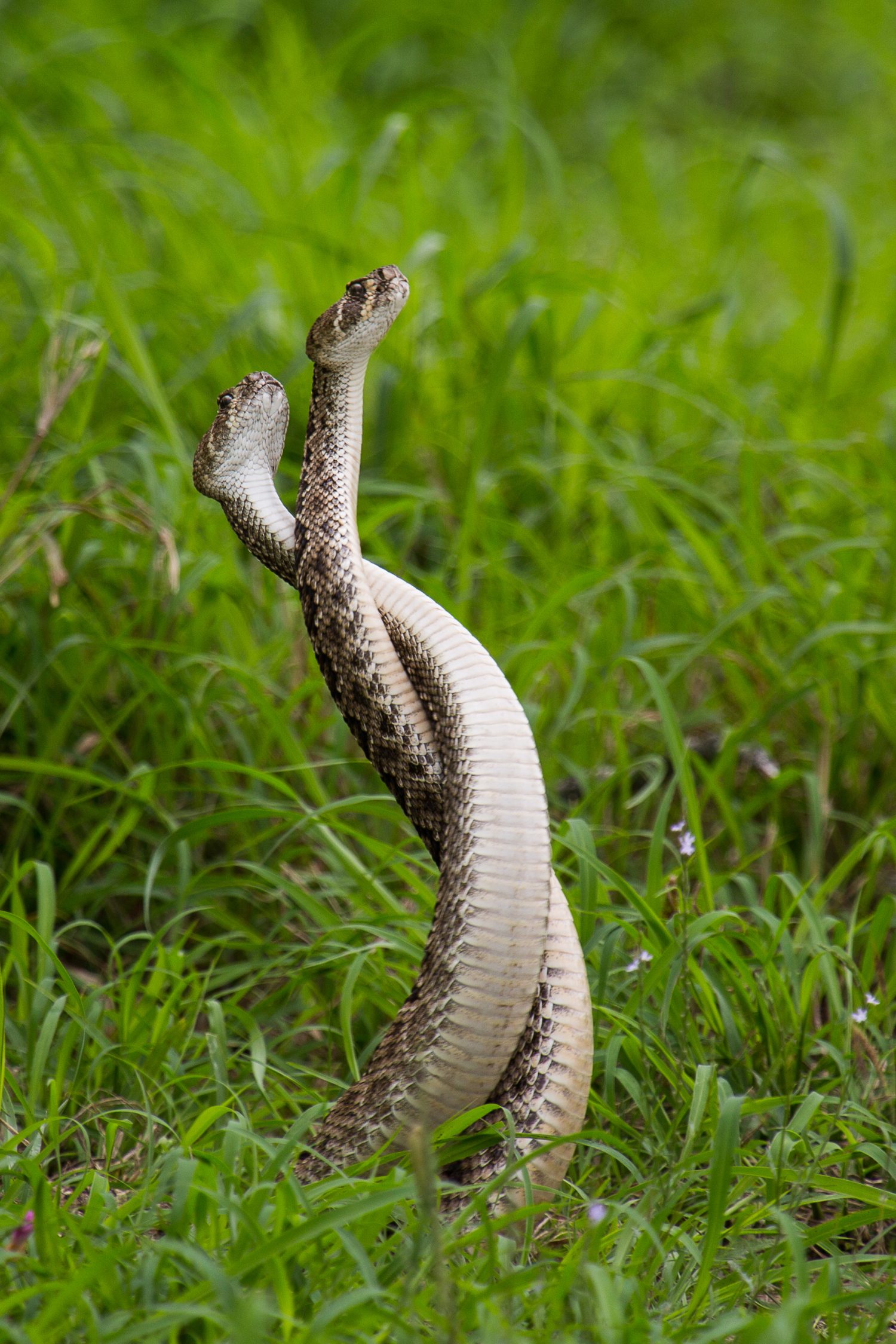 Serpenti a sonagli Diamondback occidentali che combattono per il diritto di accoppiarsi