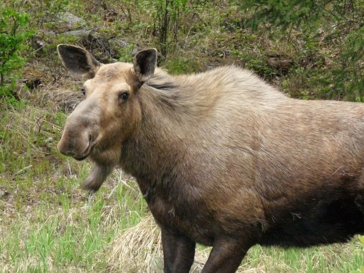 primo piano di un alce dell'Alaska