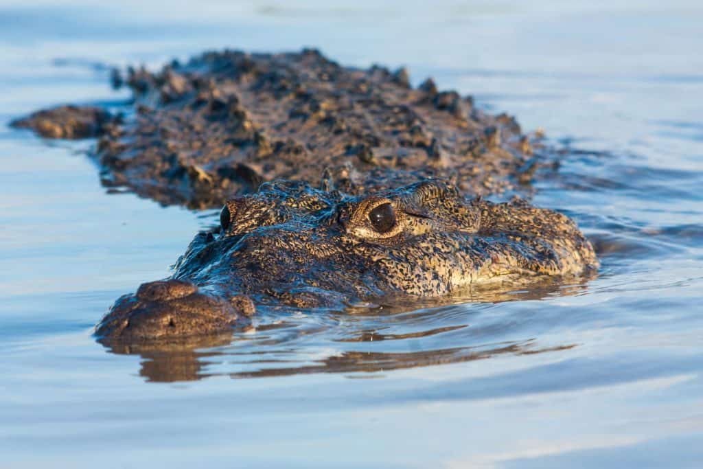 Coccodrillo americano (Crocodylus acutus)