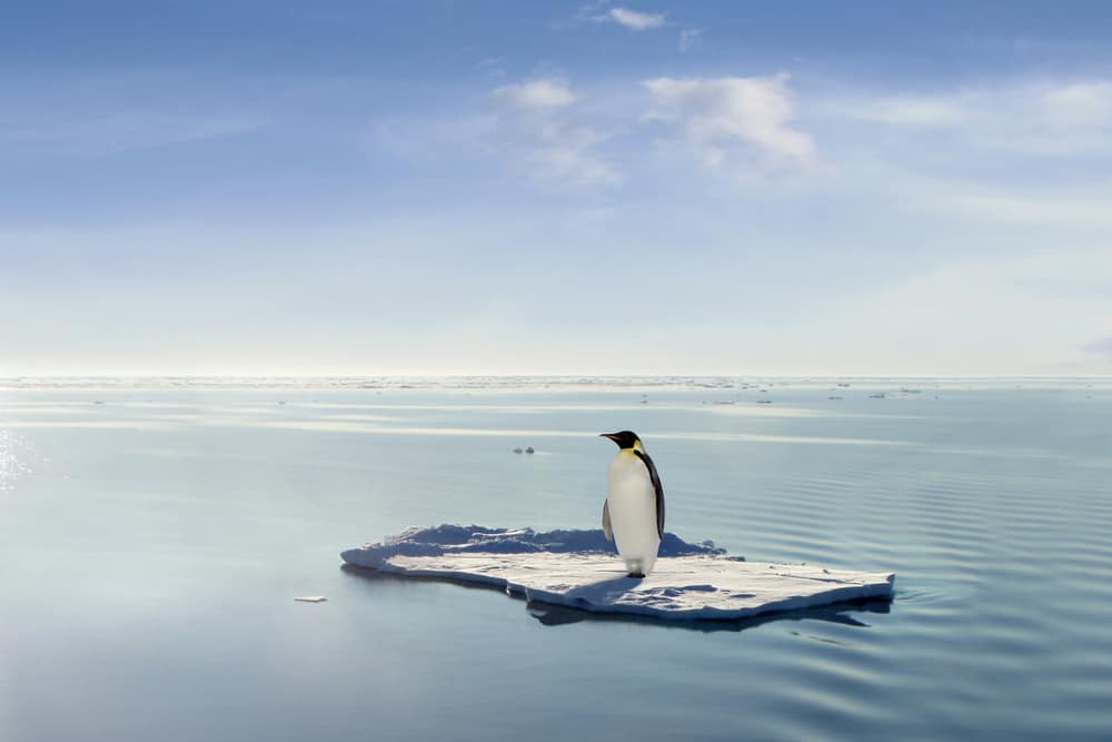 Un pinguino è riuscito a salire su un lastrone di ghiaccio alla deriva attraverso l'Antartide.