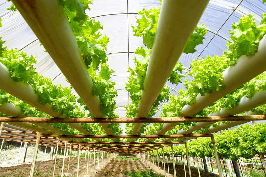 Azienda agricola con piantagioni di coltura idroponica