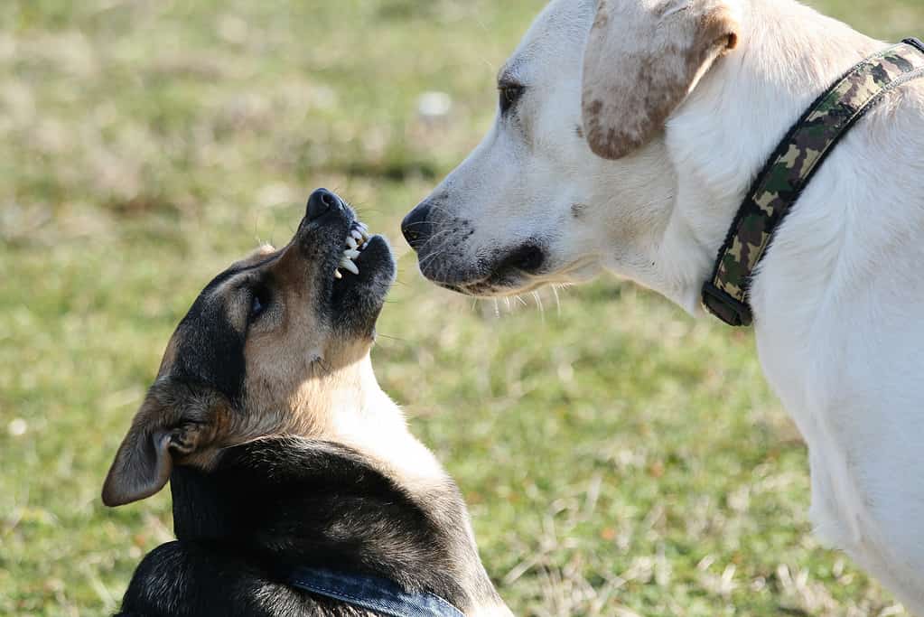 Piccolo cane di razza mista ringhia al tranquillo labrador all'aperto - Concetto di comportamento aggressivo dei cani e delle relazioni con animali domestici sociali - concetto adattabile anche alle relazioni umane e ai proprietari di cani