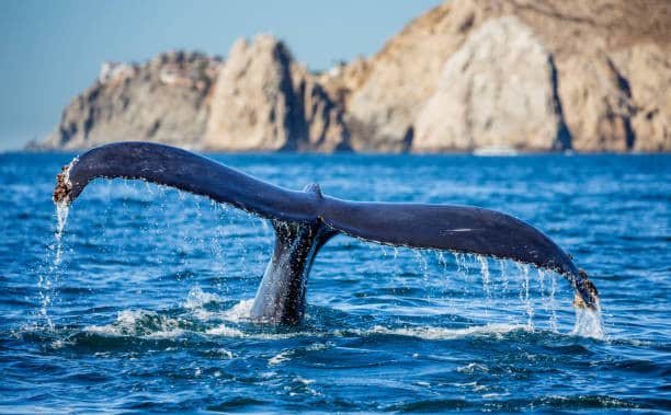 Avvistamento di balene, Messico, balene, Cabo San Lucas, balenottera comune