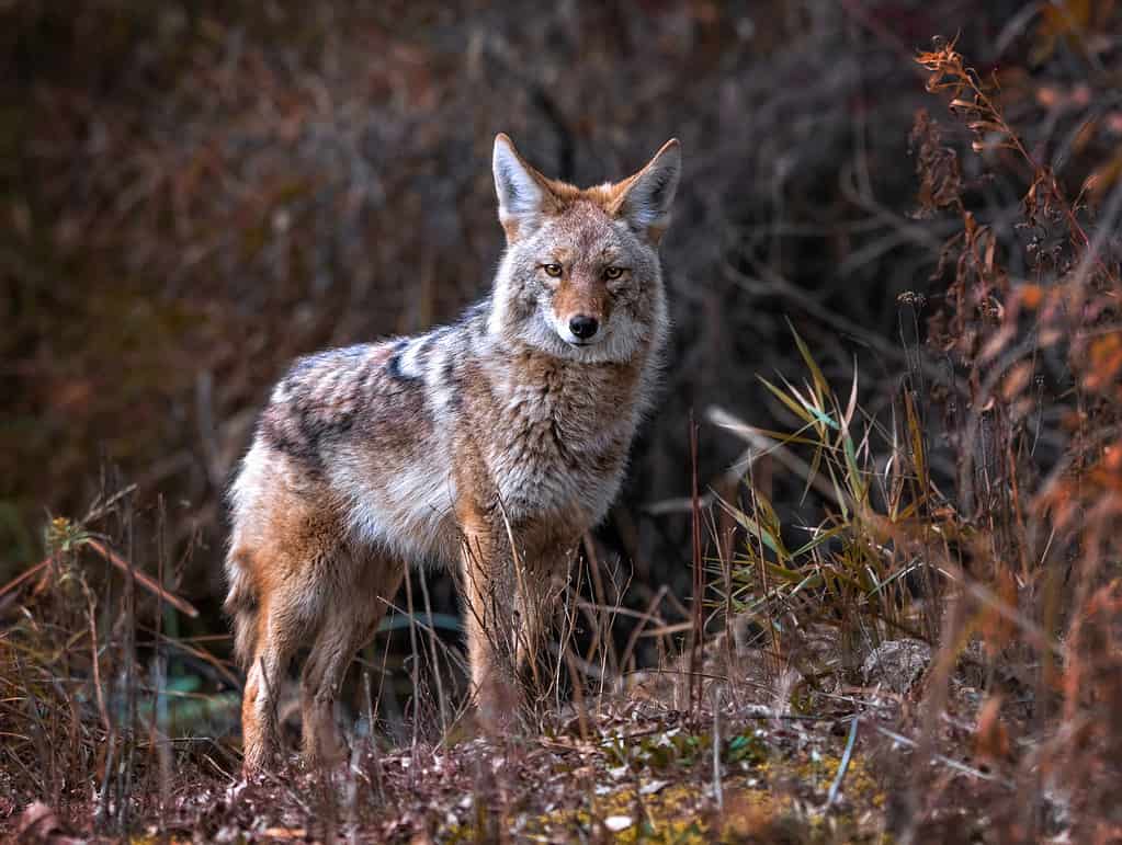 Bellissima foto di un coyote selvatico nella natura