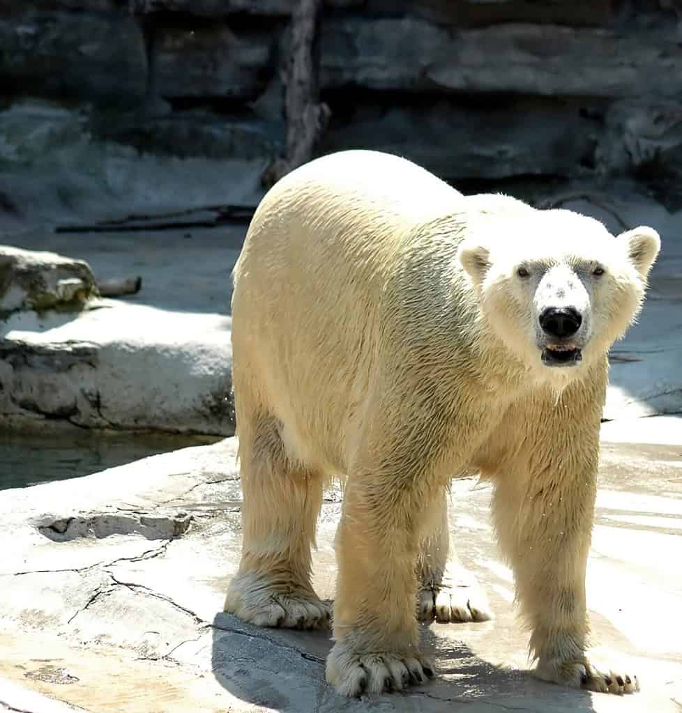 Orso polare, Zoo di Buffalo, Buffalo, New York