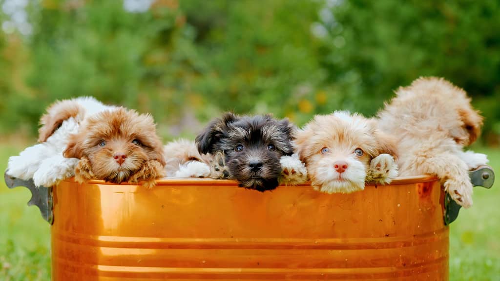 La mangiatoia di metallo da cui sbirciano i cuccioli di cane Shih-Poo