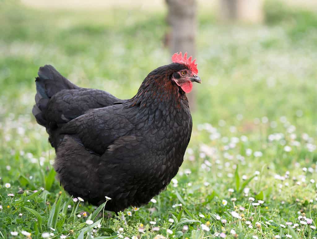 Pollo Marans in un giardino in primavera