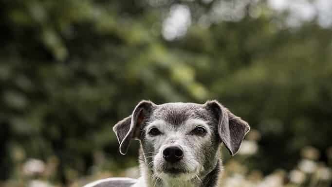 Cane anziano del rat terrier nel cortile