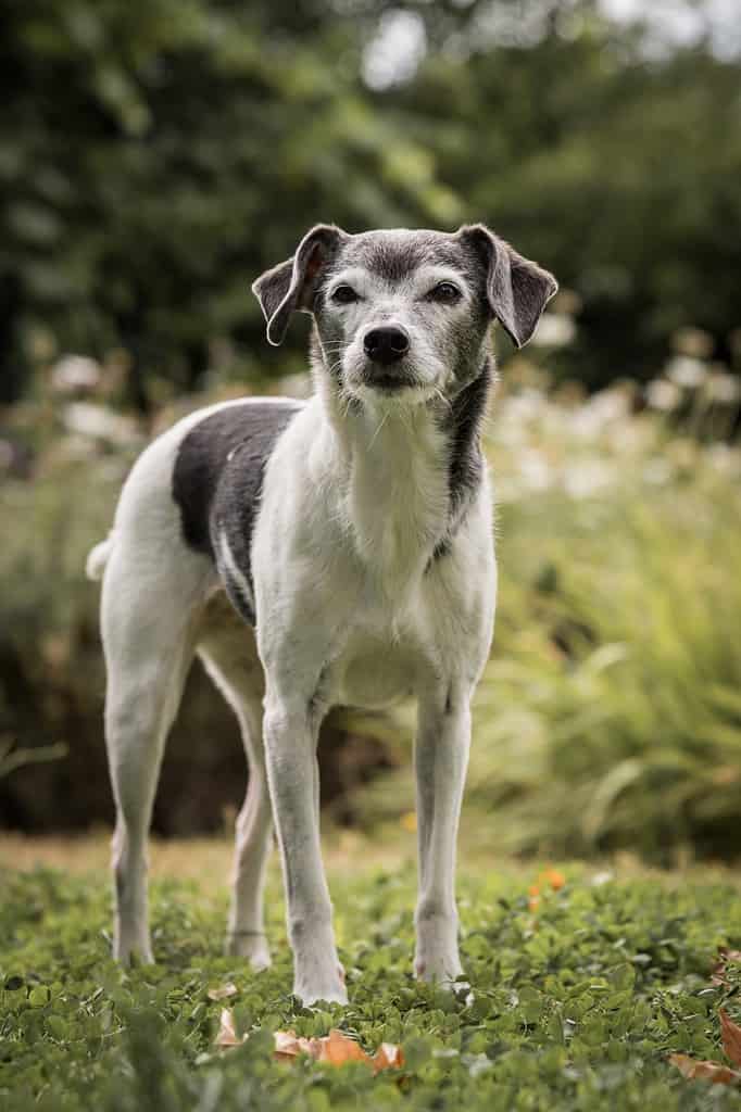 Cane anziano del rat terrier nel cortile