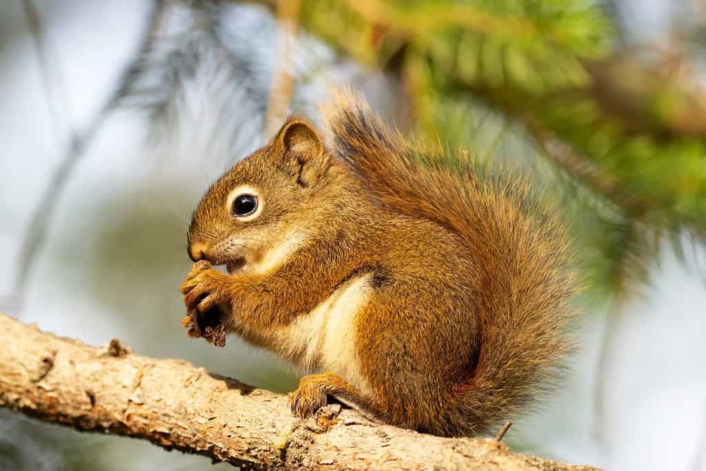 Il simpatico cucciolo di scoiattolo rosso americano è seduto sul ramo dell'abete rosso e mangia in una calda giornata estiva.