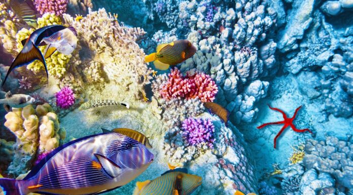 Meraviglioso e bellissimo mondo sottomarino con coralli e pesci tropicali.