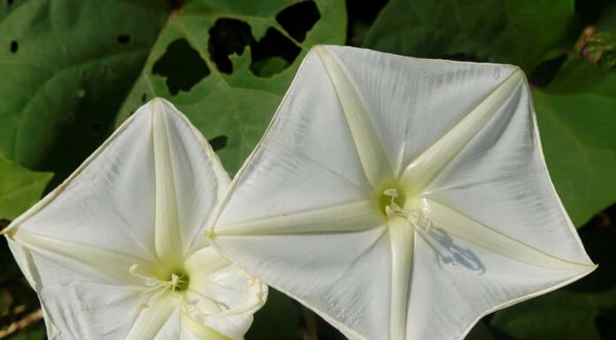 Il fiore di luna o Ipomoea alba è insolito in quanto è un fiore bianco di gloria mattutina che sboccia di notte, si apre nel pomeriggio