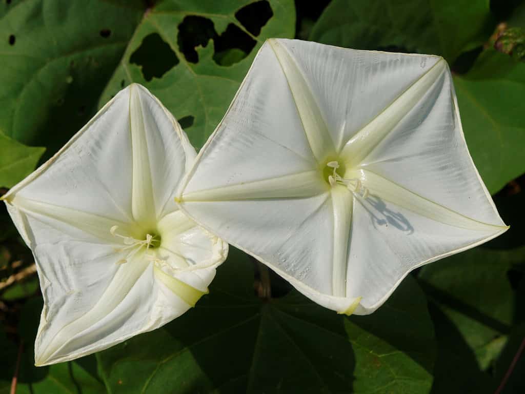 Il fiore di luna o Ipomoea alba è insolito in quanto è un fiore bianco di gloria mattutina che sboccia di notte, si apre nel pomeriggio