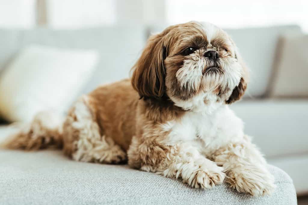 Cane Shih Tzu che si rilassa sul divano del soggiorno.