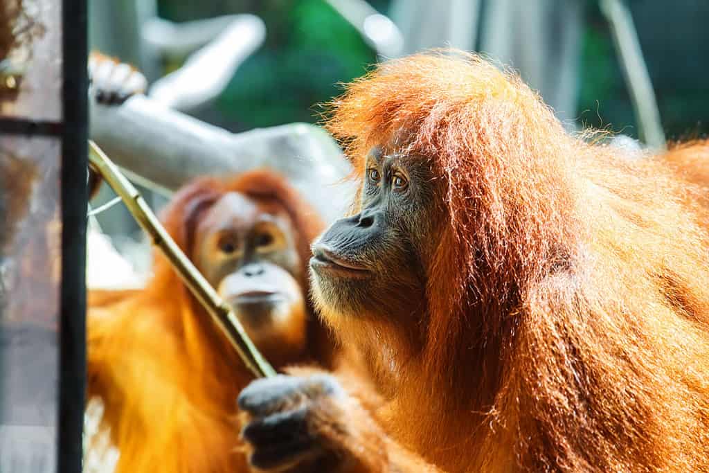 Divertente ritratto di una scimmia curiosa (orangutan) che ottiene del cibo con un'espressione divertente.