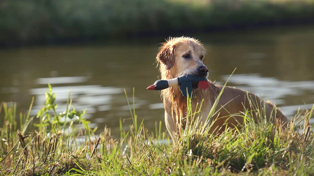 Cane Golden Retriever che nuota nel fiume