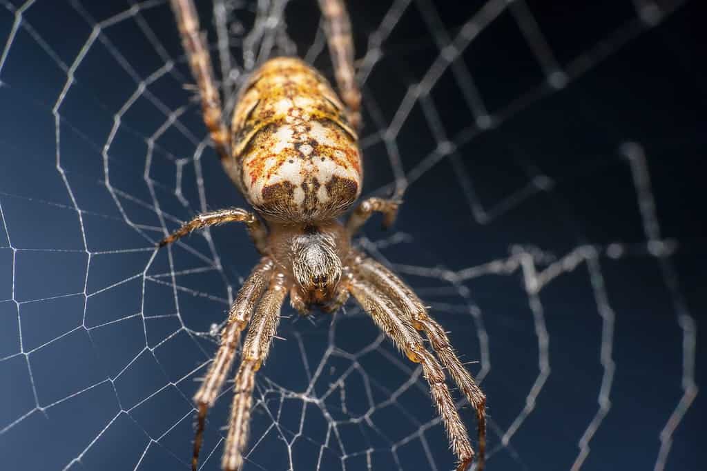 Cardinal Spider, nome scientifico Tegenaria Parietina seduto sulla sua rete, rete a fuoco ripresa di lato