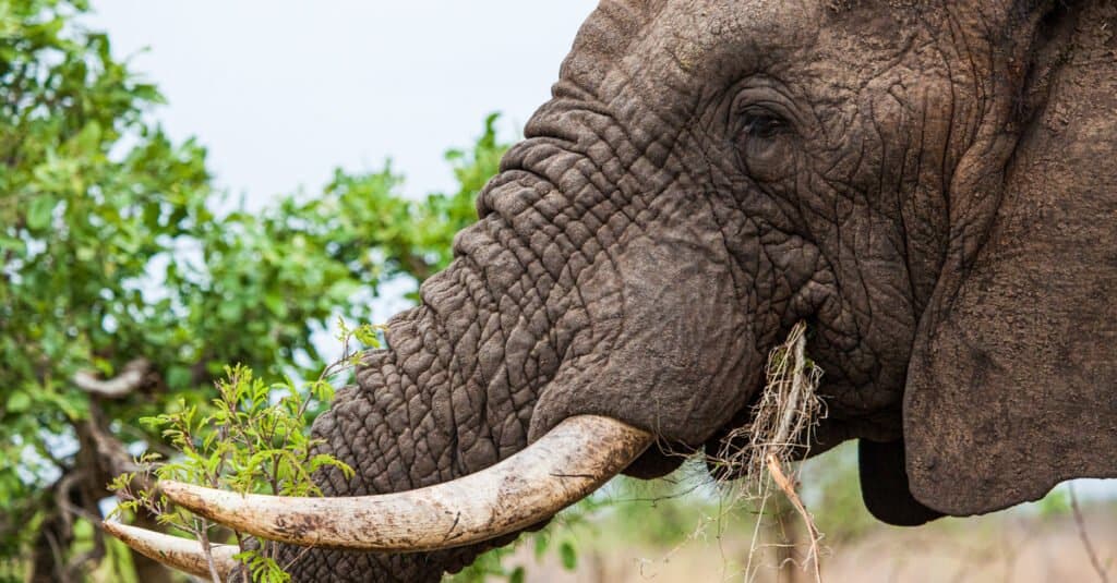 elefante in cerca di cibo