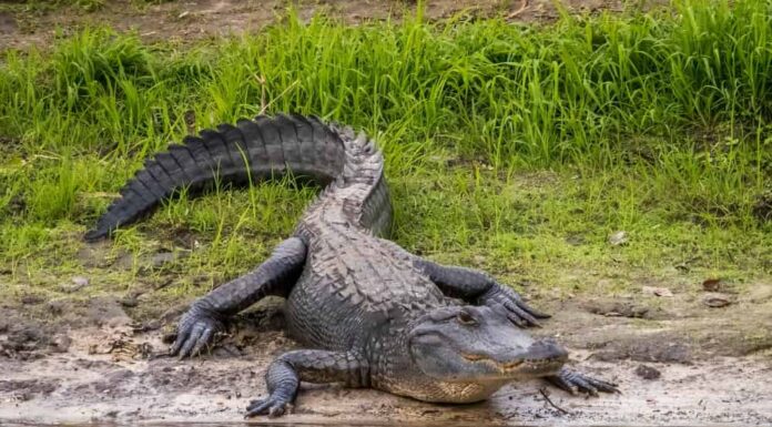 Alligatore americano lungo il fiume Myakka nel Myakka River State Park a Sarasota Florida USA