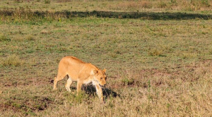 Leonessa (Panthera leo) cammina nella savana nel parco nazionale del Serengeti, Tanzania