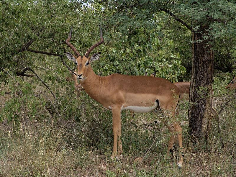 Guarda la lotta disperata di questo impala per sopravvivere contro i cani selvatici
