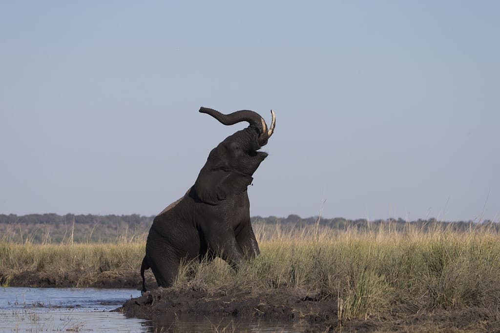 Elefante che grida mentre lascia il fiume Chobe in Botswana, Africa