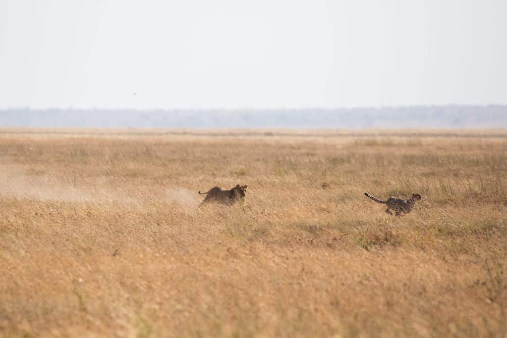 Leone che insegue il ghepardo nel Serengeti