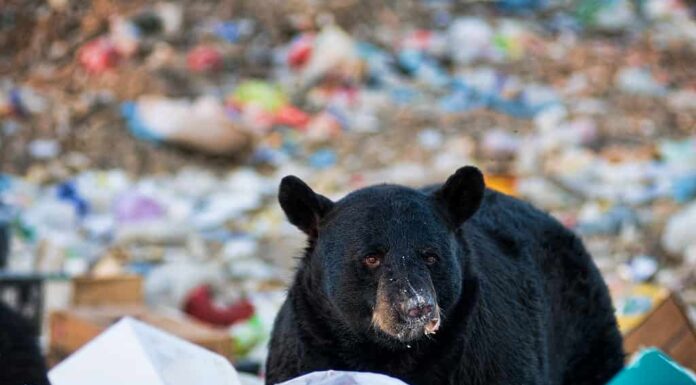 Orso nero in una discarica