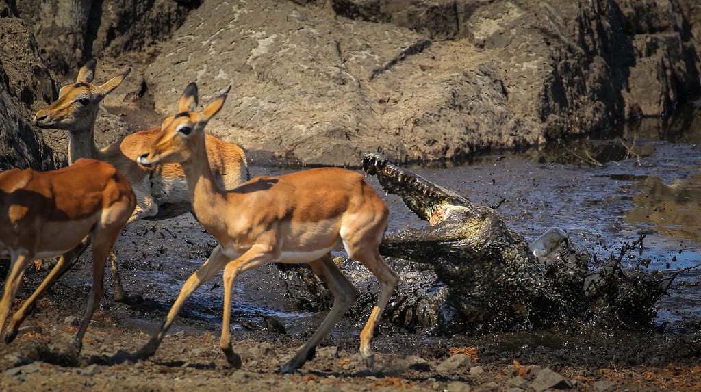Coccodrillo del Nilo che attacca l'impala sul bordo del fiume, Sud Africa