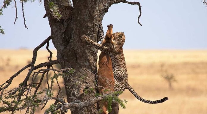 il leopardo che trasporta uccide un albero, la preda molto più grande di lui