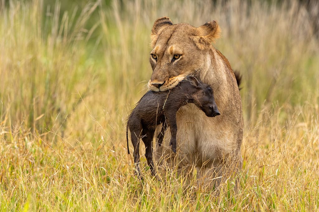 Leonessa con il maialino facocero come preda