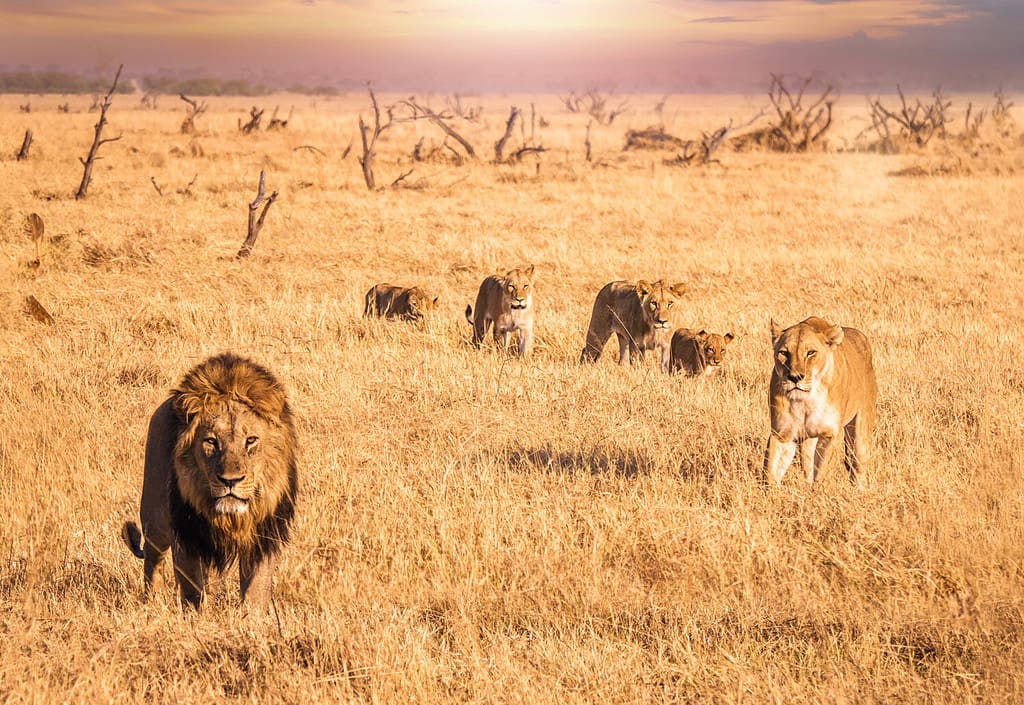 Scena di un safari africano in cui un leone maschio con una criniera folta guarda la telecamera e si muove attraverso l'erba lunga e secca con una leonessa e quattro cuccioli che sono il suo orgoglio.  Botswana.