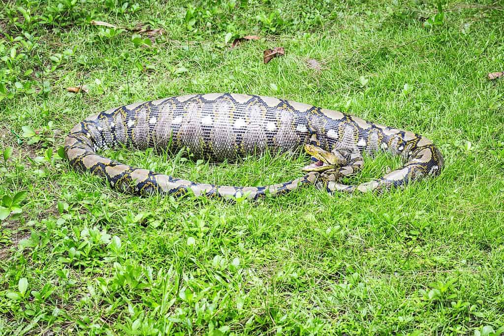 Pitone reticolato (Python reticulatus) in Thailandia