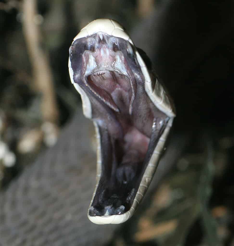 Interno della bocca di Black Mamba Dendroaspis_polylepis_striking