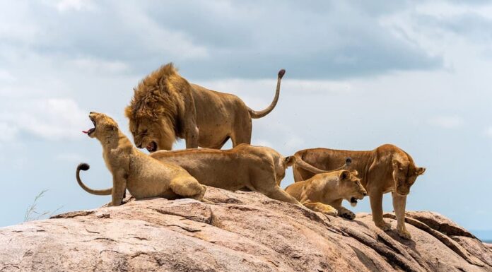 Orgoglio dei leoni seduti sulla roccia ruggente