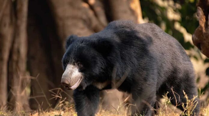 Un orso bradipo adulto che cammina nella natura