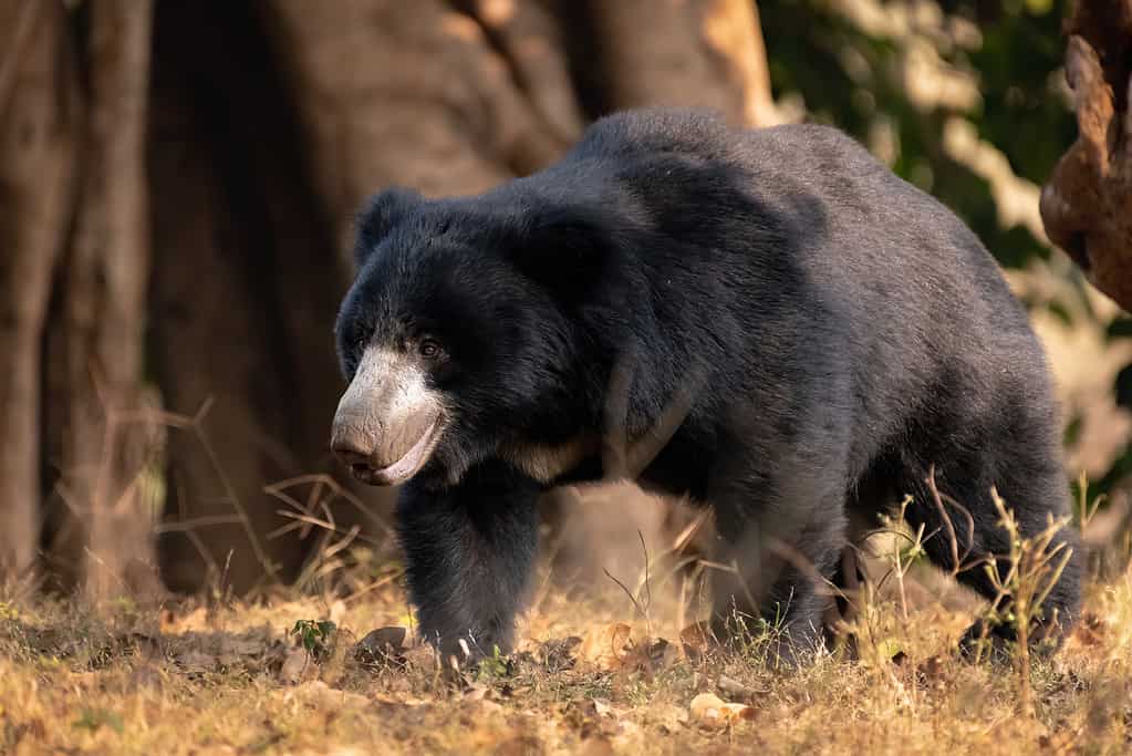 Un orso bradipo adulto che cammina nella natura