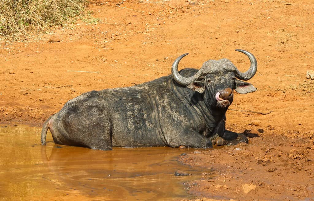 Capo o bufalo africano che si gode un bagno di fango, Parco Nazionale di Pilanesberg, Sud Africa