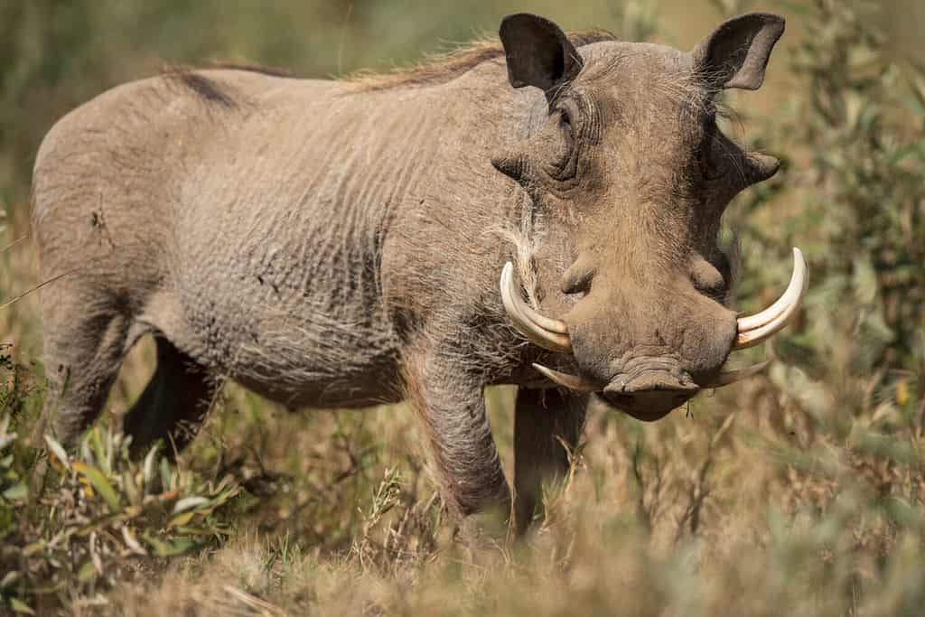 Il ritratto del facocero