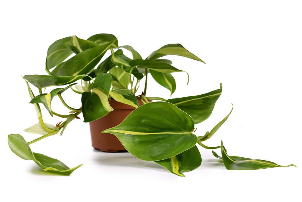 Pianta tropicale della casa del superriduttore 'Philodendron Hederaceum Scandens Brasil' con strisce gialle in vaso di fiori isolato su sfondo bianco