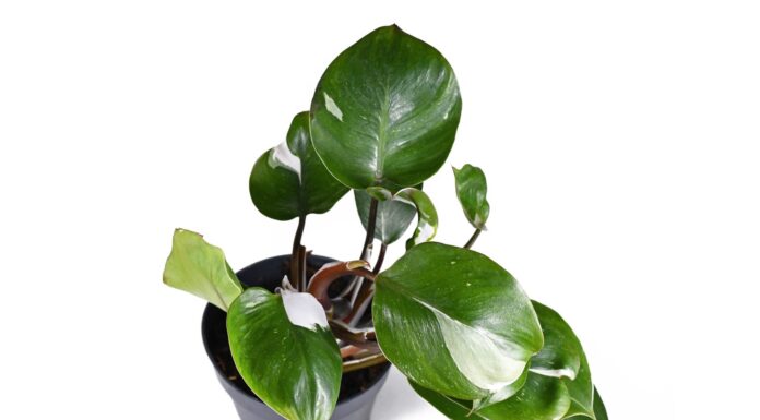 Pianta d'appartamento tropicale 'Philodendron White Knight' con macchie di variegatura bianca su sfondo bianco