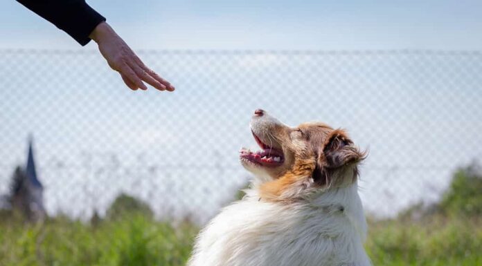 Addestramento del pastore australiano.  Il comando del gesto della donna resta per mano al suo cane.  Addestrare l'obbedienza degli animali