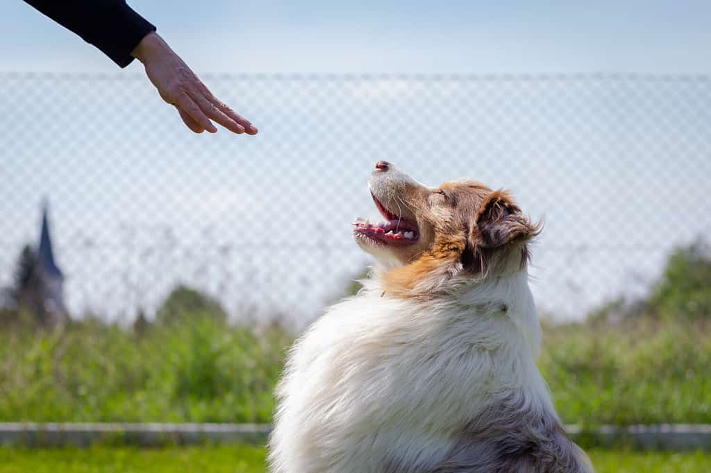 Addestramento del pastore australiano.  Il comando del gesto della donna resta per mano al suo cane.  Addestrare l'obbedienza degli animali